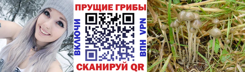 Купить закладки  Всеволожск  Псилоцибиновые грибы мицелий 